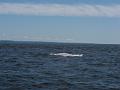 Baleines 015